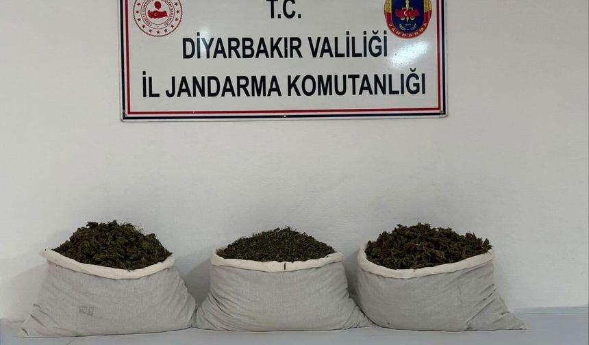 Diyarbakır’da uyuşturucu operasyonları: 253 bin kök kenevir ele geçirildi