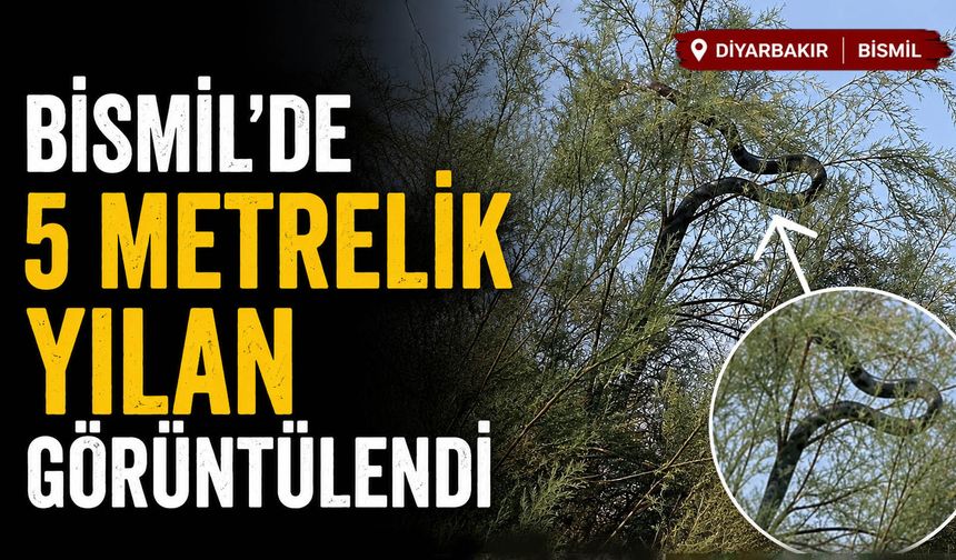 Bismil’de 5 Metrelik Yılan Görüntülendi
