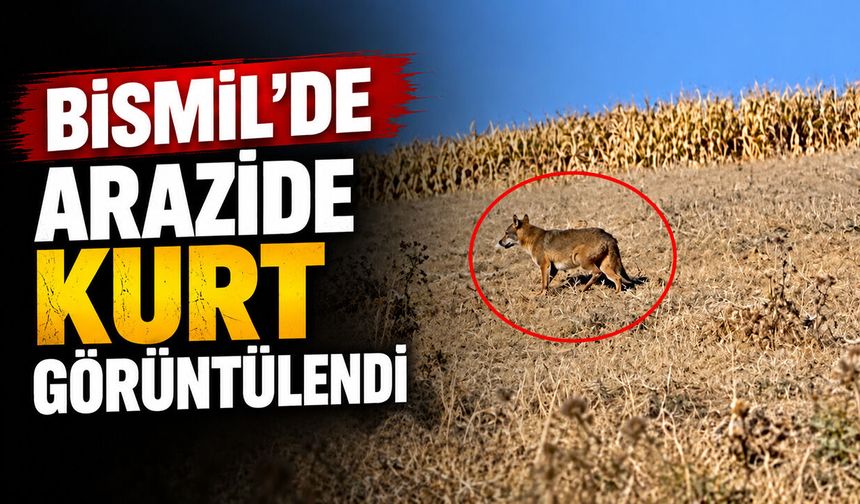 Bismil’de arazide kurt görüntülendi
