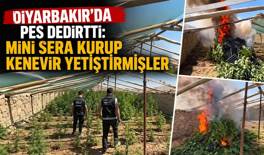 Diyarbakır'da pes dedirtti: Mini sera kurup kenevir yetiştirmişler