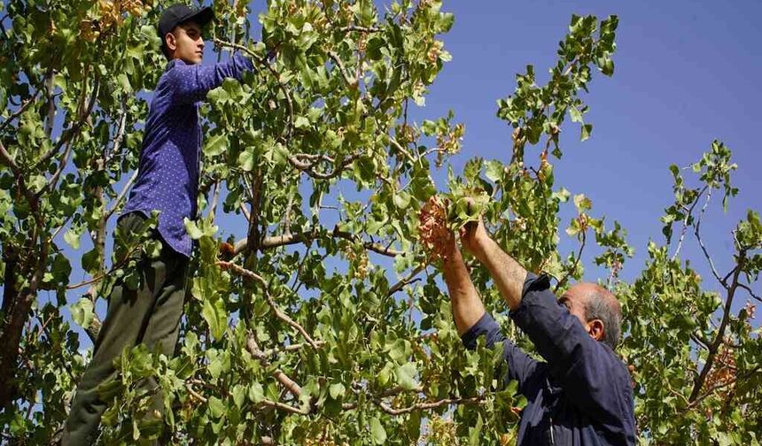 Hırsızlık Endişesi Hasadı Öne Çekti: Fıstıklar Erken Toplanıyor