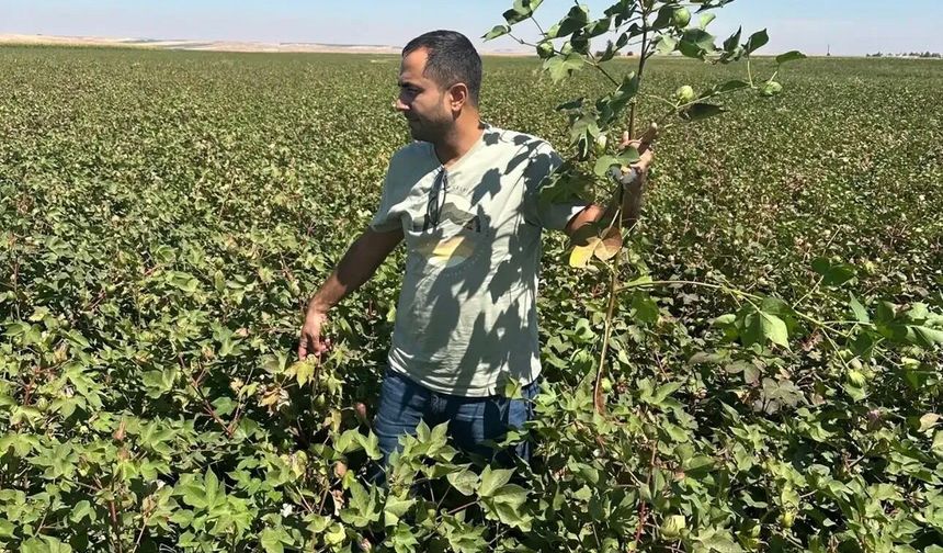 Diyarbakır’da pamuk tarlaları mercek altında: Kontroller sürüyor