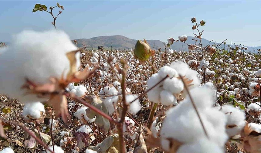 Pamukta kritik eşik: 2026 kütlü fiyatı kaç lira olacak?