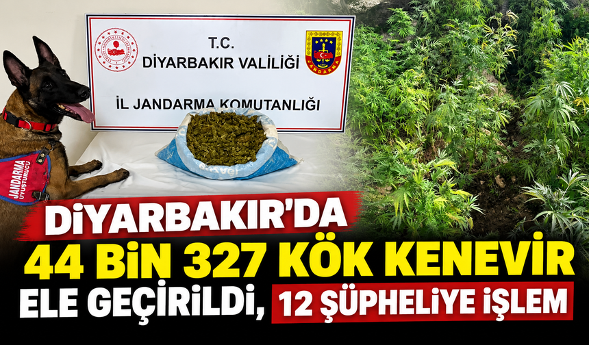 Diyarbakır'da 44 Bin 327 Kök Kenevir Ele Geçirildi, 12 Şüpheliye İşlem