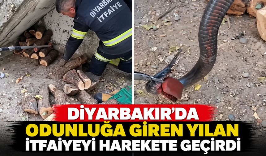 Diyarbakır’da odunluğa giren yılan itfaiyeyi harekete geçirdi