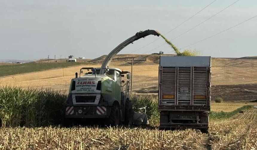 Diyarbakır’da Silajlık Mısır Hasadı Başladı: Çiftçinin Yüzü Gülecek mi?