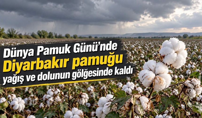 Dünya Pamuk Günü’nde Diyarbakır pamuğu yağış ve dolunun gölgesinde kaldı