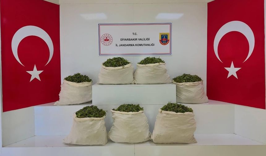 Diyarbakır’da Uyuşturucu Operasyonu: 59 Bin Kök Kenevir Ele Geçirildi