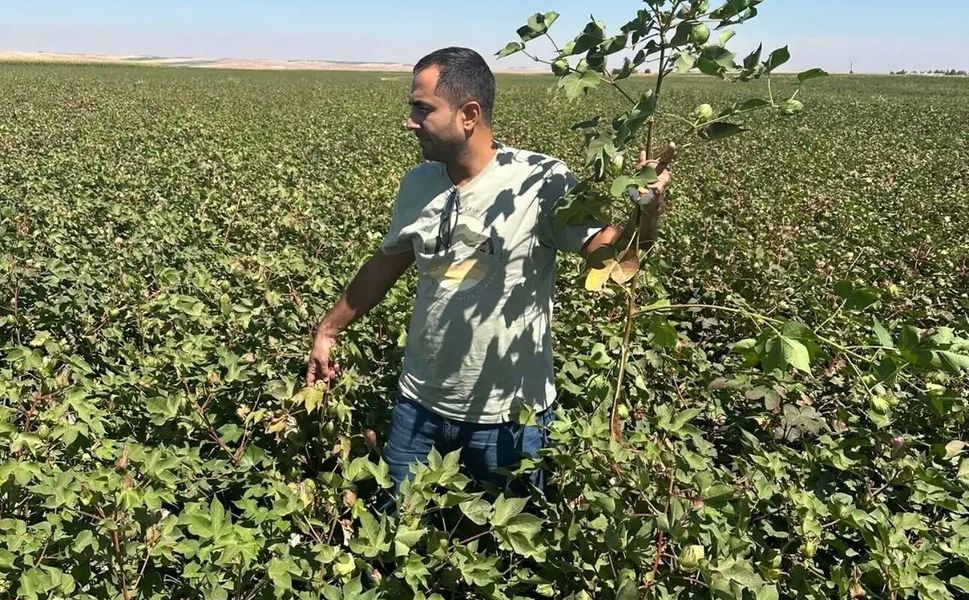 Diyarbakır’da pamuk tarlaları mercek altında: Kontroller sürüyor